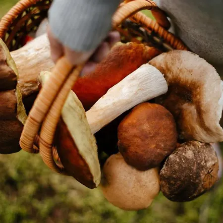 Volf - Apartmán Boží Dar